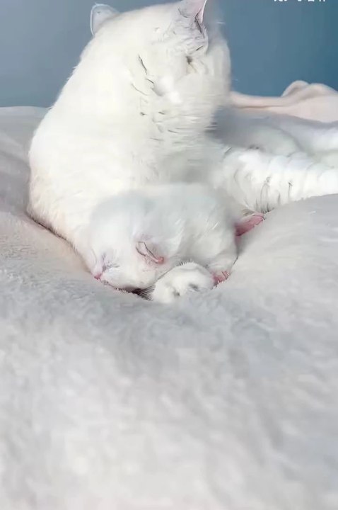 खूव सूरत बिल्ली😼और उसके बच्चे ❤️ #viral #cat #anmals