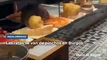 Aparece una rata en un bar de La Puebla y la plaga pone en jaque al sector hostelero en Burgos