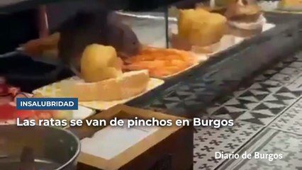 Aparece una rata en un bar de La Puebla y la plaga pone en jaque al sector hostelero en Burgos
