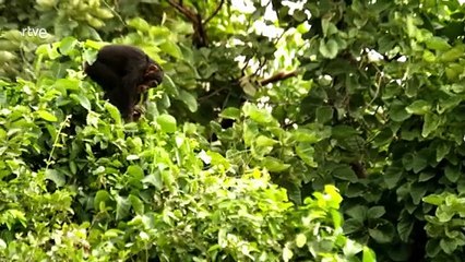 Documental: La Evolución Humana Redefinida