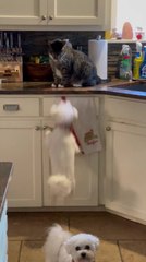 Little Dog Jealous of Cat on Kitchen Counter, Unable to Reach There