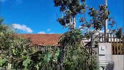 Árvore cai e atinge fiação de internet na Rua Lilás