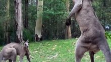 Biggest kangaroos in Australia 🇦🇺