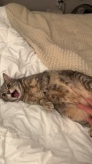 Cat Enjoys Belly Rub