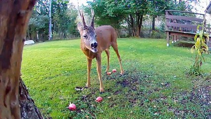 Roe Deer Buck Eating Apples in the Backyard