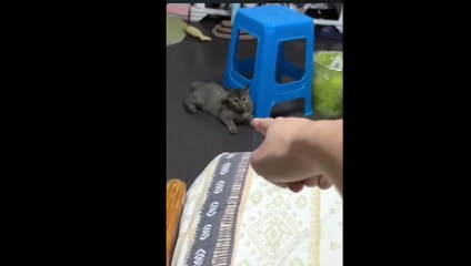 [Le Chat Rigolo] Video 05