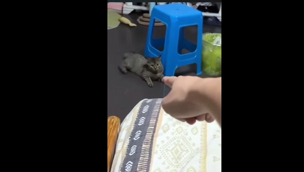 [Le Chat Rigolo] Video 05