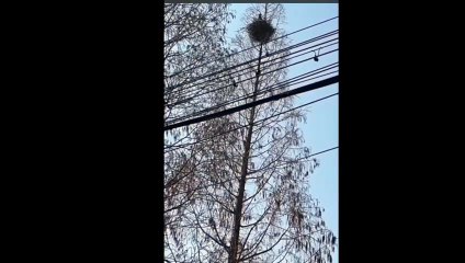 [Le Chat Rigolo] Video 02