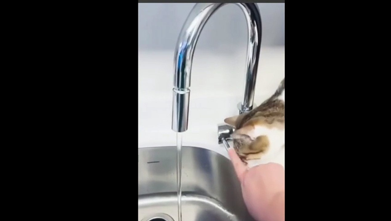 [Le Chat Rigolo] Video 08