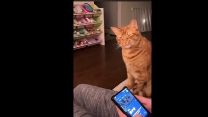 [Le Chat Rigolo] Video 07