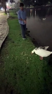 De no creer: un joven se robó dos gansos de los Lagos de Palermo y ahora lo busca la Policía