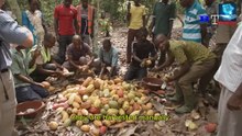 How to Make Chocolate in Modern Factory - Cocoa Bean Growing and Harvesting Process in Ivory Coast