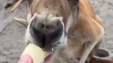 Kangaroo with banana