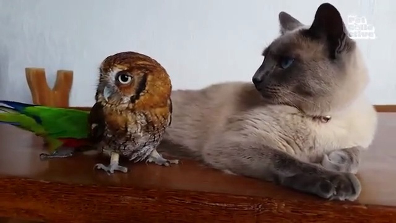 Funniest Animals Eve  - Awesome Funny Animals' Life Videos - Funniest Pets Animal Comedy King