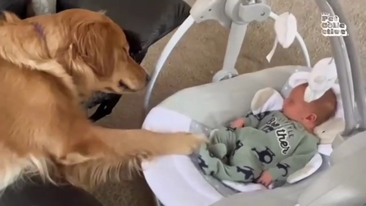 Funniest Animals Eve  - Awesome Funny Animals' Life Videos - Funniest Pets Animal Comedy King