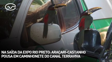 Araçari-Castanho Pousa em Caminhonete do Canal Terraviva