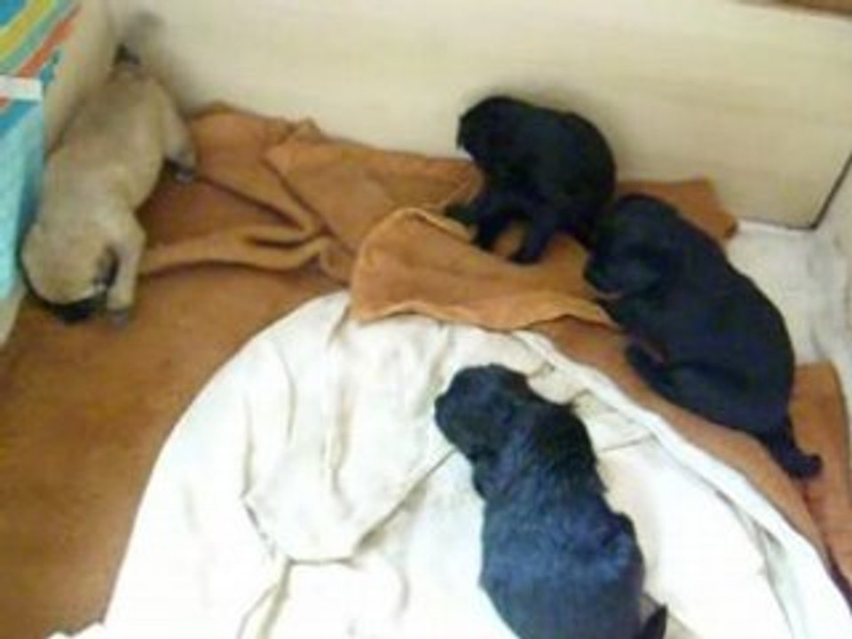 Chiots