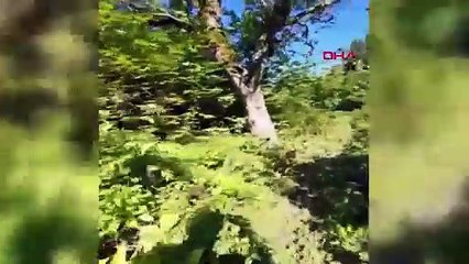 Türkiye'nin asırlara meydan okuyan tarihi taş köprü selde yıkıldı