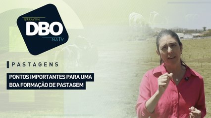 Pastagens: pontos importantes para uma boa formação de pastagem