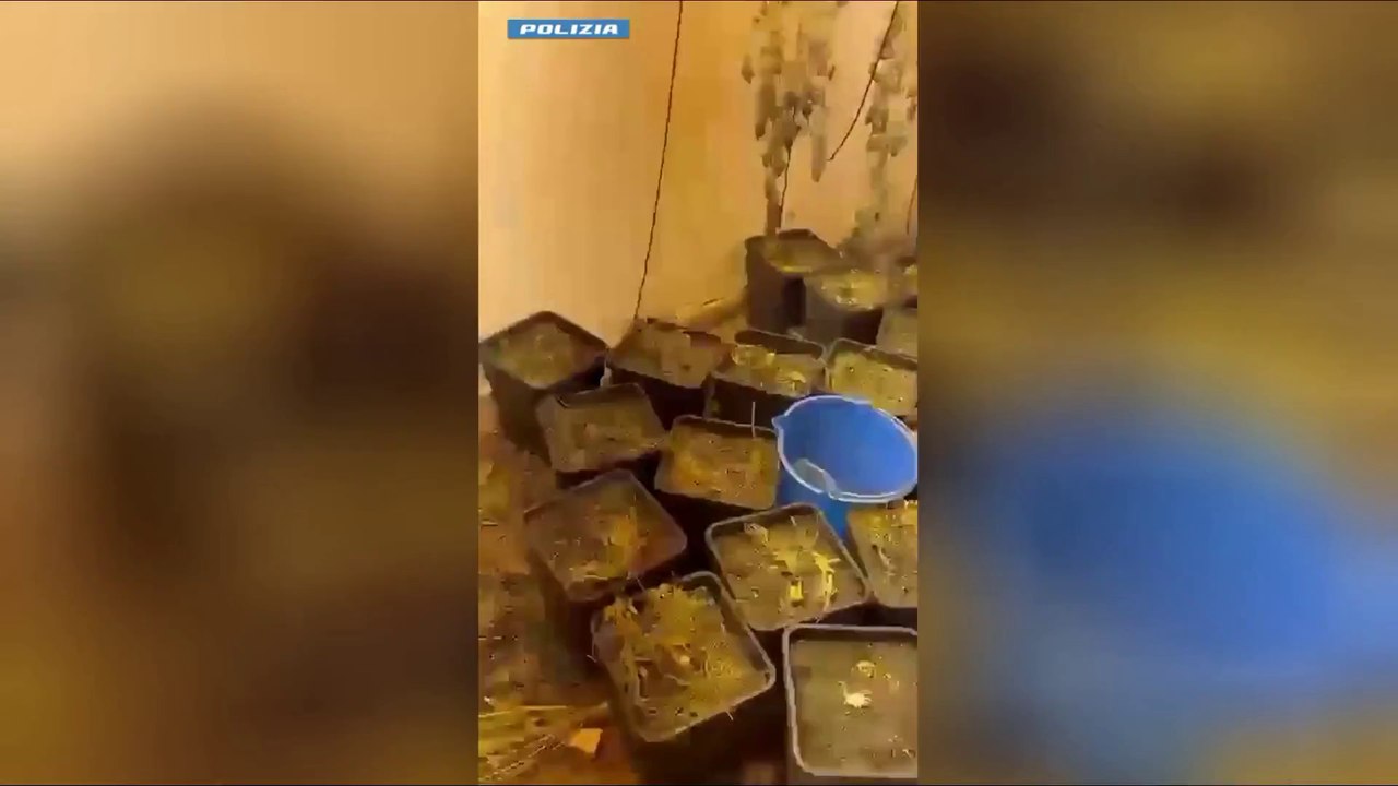 Una serra in pieno centro a Palermo, sequestrati 20 chili di marijuana