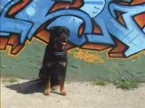 rottweiler V'Malcom vom schloss rickens