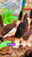 Morel, Jamur Langka dan Beracun namun Berharga Jutaan