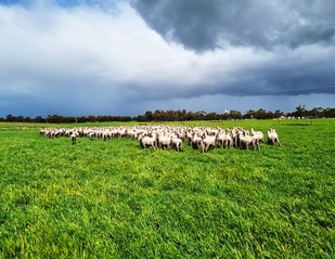 Starter or add-on block on offer at Tintinara