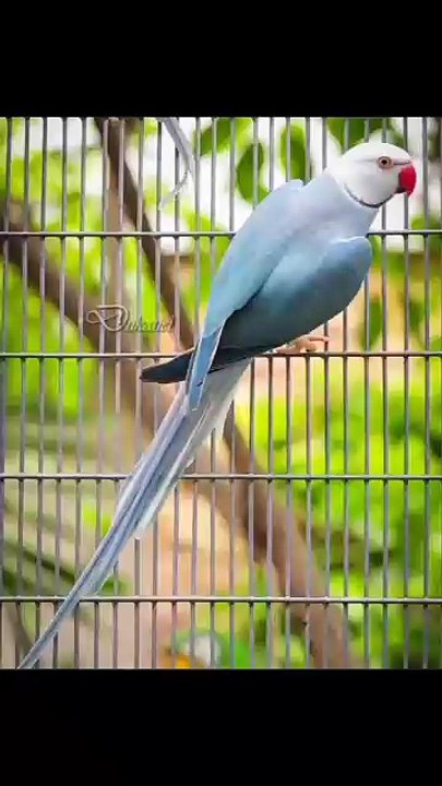 Ringneck parrots top mutations