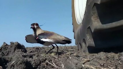 Southern Lapwing mother fearlessly protecting her eggs as a tractor rolls by.