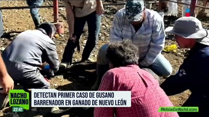 Detectan en Nuevo León el primer caso de gusano barrenador del ganado