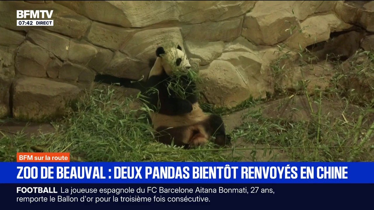 Deux pandas du zoo de Beauval bientôt renvoyés en Chine pour raison de santé