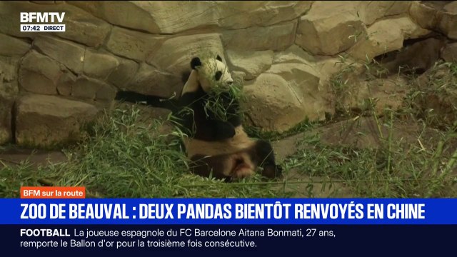 Deux pandas du zoo de Beauval bientôt renvoyés en Chine pour raison de santé