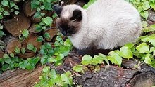 Good Morning! Have a Good Day! #shorts #Cat #funny #funnycats #viralcats #fyp #Cute