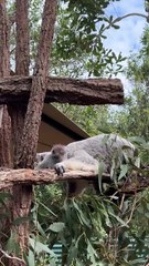 Koala: The Iconic Australian Marsupial 🐨