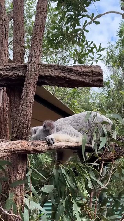 Koala 🐨