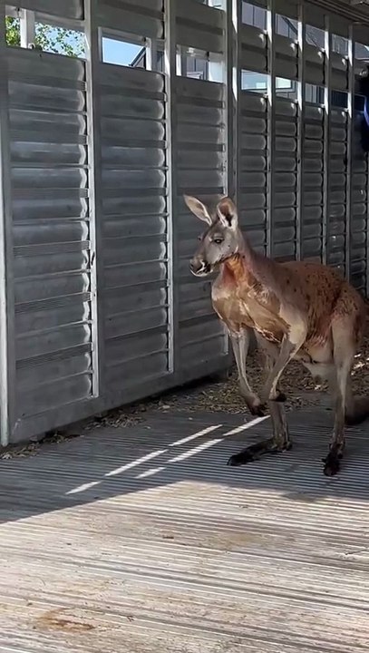 Kangaroo diaries