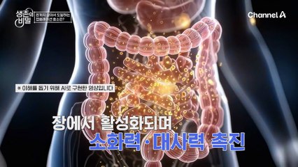 소화력을 높이고 체중 감량에 도움이 된 캡슐레이션 효소란?