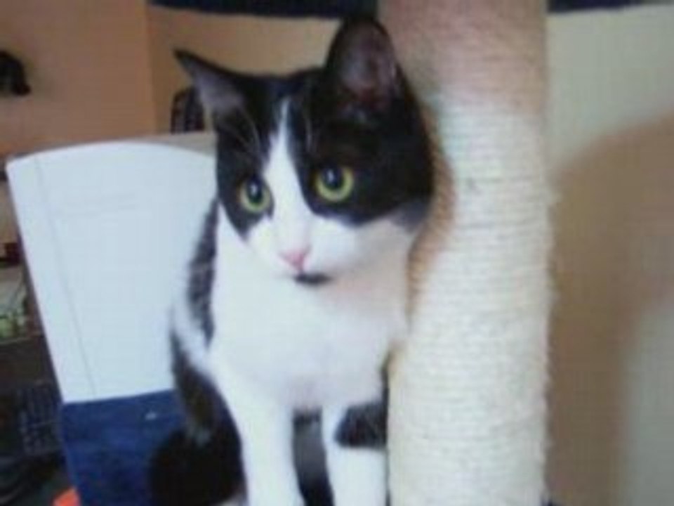 Chaton fou de son arbre à chat