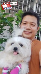 🔴 BONDING TIME WITH PICKLES #shihtzu