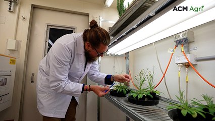 CSIRO tests weevil as biocontrol for fleabane