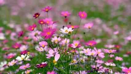 মামি তোমার এত টাইট কেন বাংলা মজার চটি গল্প