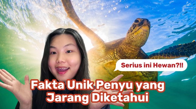 Fakta Unik Penyu, Penjaga Lautan Berumur Panjang-Serius Ini Hewan?