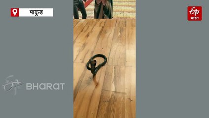 पाकुड़ के एक घर में निकला खतरनाक कोबरा, वन विभाग ने किया रेस्क्यू