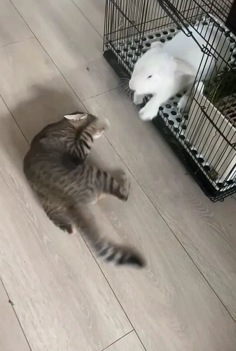 funny animals 😼😂
