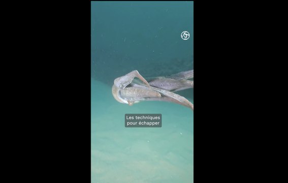 Les techniques ingénieuses et performantes des pieuvres pour échapper aux prédateurs