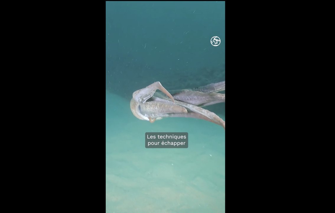 Les techniques ingénieuses et performantes des pieuvres pour échapper aux prédateurs