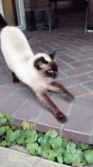 Full Belly, Happy Heart: Watch This Cat’s Post-Lunch Bliss! #cat #shorts #funny #funnycats #viralcats #fyp #Cute