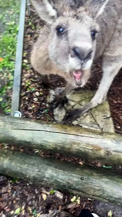 Kangaroos