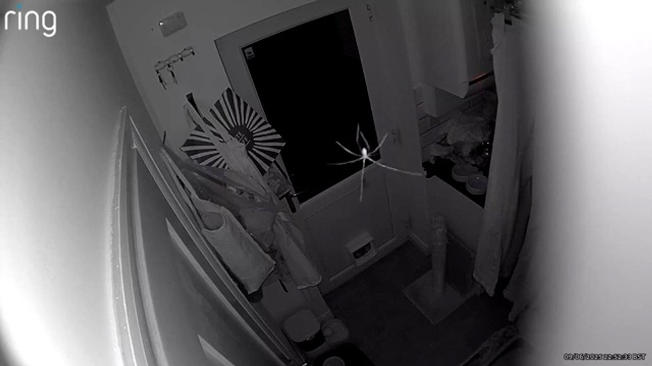 Spider startled by Ring camera in Leeds