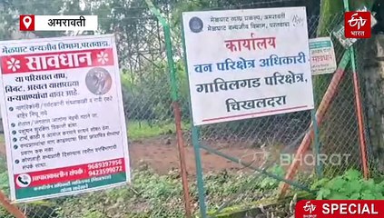 वाघाच्या दहशतीनं चिखलदऱ्यात मावळतीलाच शुकशुकाट; पर्यटनावर होतोय परिणाम